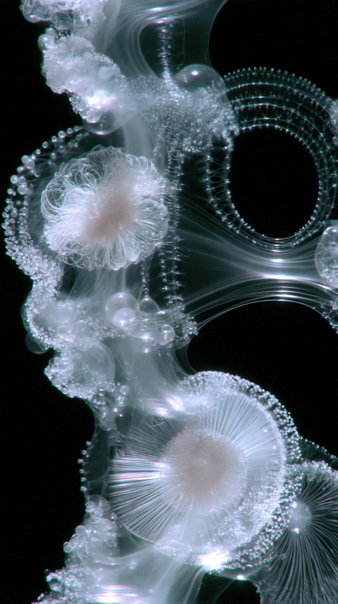 Translucent cell clusters in white and aqua on black, under the microscope